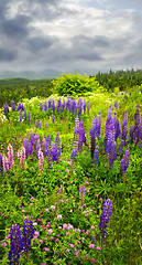 Image showing Purple and pink garden lupin flowers