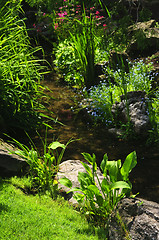 Image showing Green plants near creek