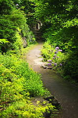 Image showing Forest path