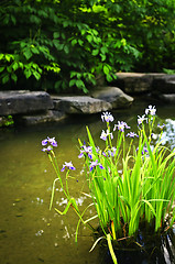 Image showing Purple irises in pond