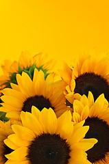 Image showing Sunflowers