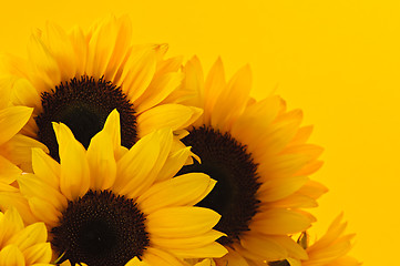 Image showing Sunflowers