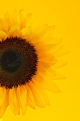 Image showing Sunflower closeup