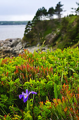 Image showing Blue flag iris flower at Atlantic coast