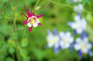 Image showing red star columbine