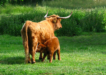 Image showing Longhorn cattle