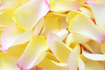 Image showing rose petals background