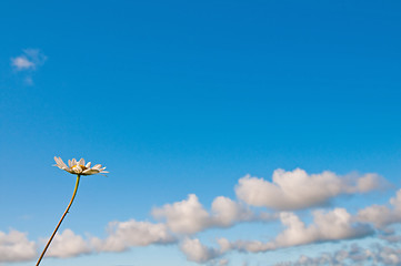 Image showing Camomile and blue sky