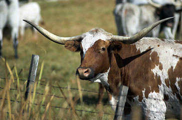 Image showing longhorns