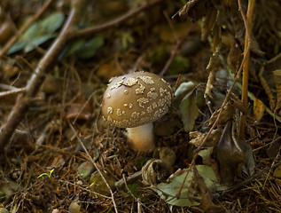 Image showing Amanita rubescens fungus