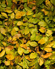 Image showing Beech Leaf texture