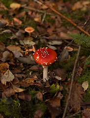 Image showing Fly Agaric fungus