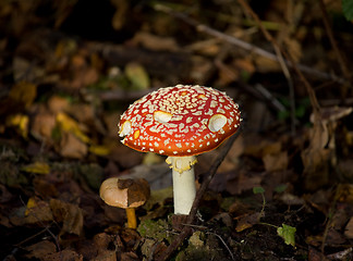 Image showing Fly Agaric toadstool