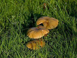 Image showing Fungus in early sun