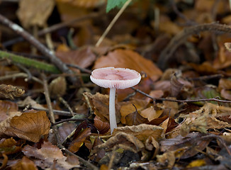 Image showing Fungus toadstool pink