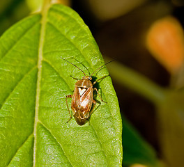 Image showing Mirid Bug