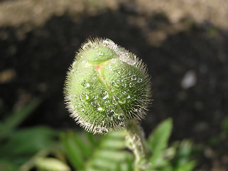 Image showing poppy bud