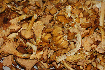 Image showing Fresh chanterelle mushrooms