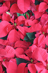 Image showing poinsettia group