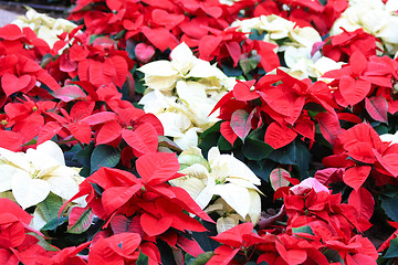 Image showing red and white poinsettia