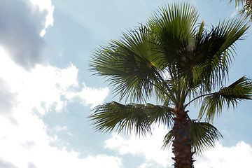 Image showing Palm tree and a blue clouded sky