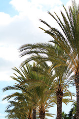 Image showing Palm tree and a blue clouded sky