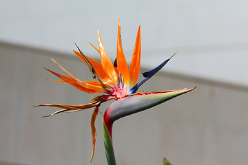 Image showing Flower Of Bird Of Paradise