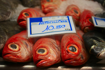 Image showing Fresh Alfoncino fish