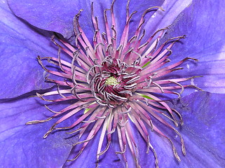 Image showing clematis stamen