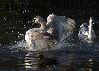 Image showing Signet