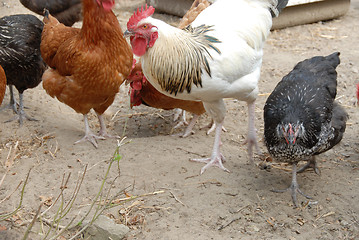 Image showing Hens