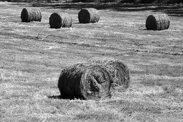 Image showing Hay field