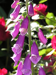 Image showing foxglove