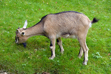 Image showing goat