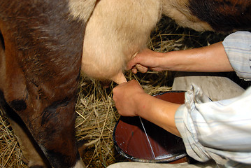 Image showing milking