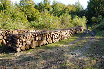 Image showing wood piles