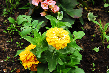 Image showing flowers in my garden