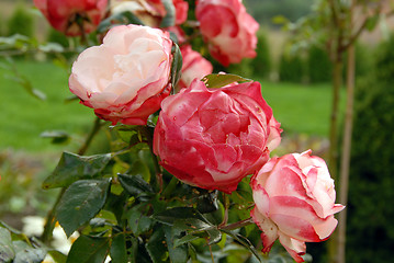 Image showing flowers in my garden