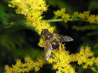 Image showing bee on goldenrod