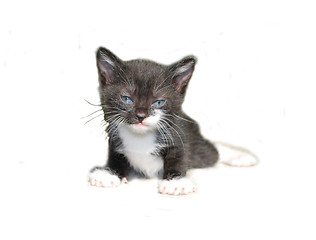 Image showing baby cat