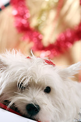 Image showing White puppy