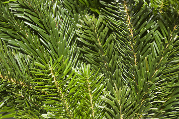 Image showing Fresh green fir branches background