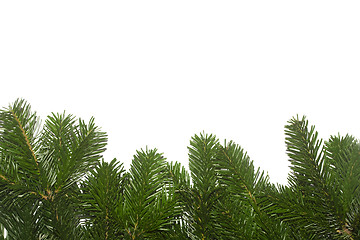 Image showing Fresh green fir branches background