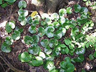 Image showing Asarum europeum