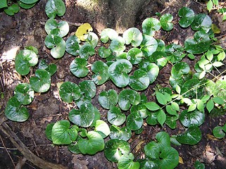 Image showing Asarum europaeum