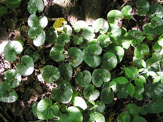 Image showing Asarum europeum