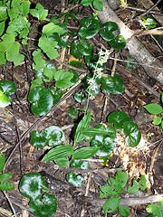 Image showing Epipactis helleborine