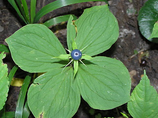 Image showing four-leaved grass