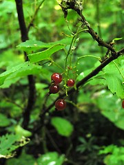 Image showing red currant