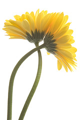 Image showing High Key Gerberas